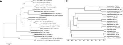 Development of a Custom MALDI-TOF MS Database for Species-Level Identification of Bacterial Isolates Collected From Spacecraft and Associated Surfaces